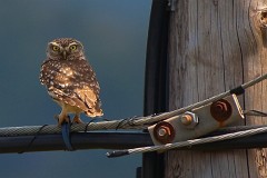 Steinkauz, Athene noctua (10)