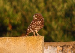 Steinkauz, Athene noctua (11)