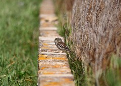 Steinkauz, Athene noctua (12)