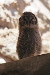 Steinkauz, Athene noctua (13)