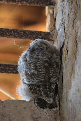 Steinkauz, Athene noctua (14)