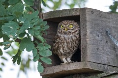 Steinkauz, Athene noctua (2)