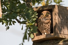 Steinkauz, Athene noctua (3)