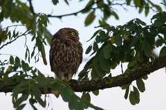 Steinkauz, Athene noctua (4)