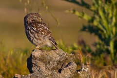 Steinkauz, Athene noctua (5)