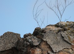 Steinkauz, Athene noctua (6)