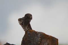 Steinkauz, Athene noctua (7)