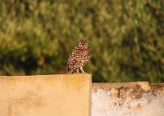 Steinkauz, Athene noctua (8)