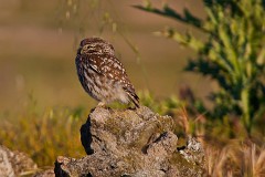 Steinkauz, Athene noctua (9)