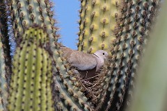Türkentaube, Streptopelia decaocto (1)