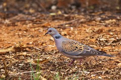 Turteltaube, Streptopelia turtur (1)