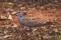 Turteltaube, Streptopelia turtur (2)