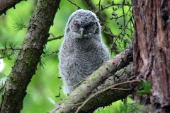 Waldkauz, Strix aluco (1)