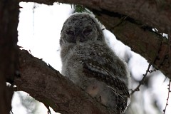 Waldkauz, Strix aluco (2)