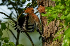 Wiedehopf Upupa epops (11)