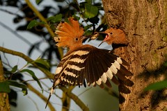 Wiedehopf Upupa epops (14)