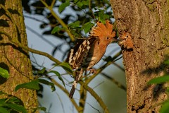 Wiedehopf Upupa epops (16)