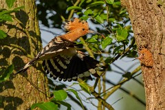 Wiedehopf Upupa epops (22)