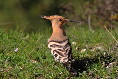 Wiedehopf Upupa epops (26)