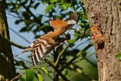 Wiedehopf Upupa epops (6)