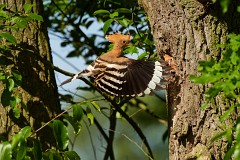 Wiedehopf Upupa epops (9)