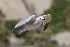 Möwen, Seeschwalben